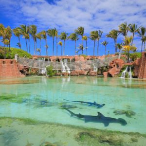 Nassau's Atlantis Resort Cove Tower Four Night Escape